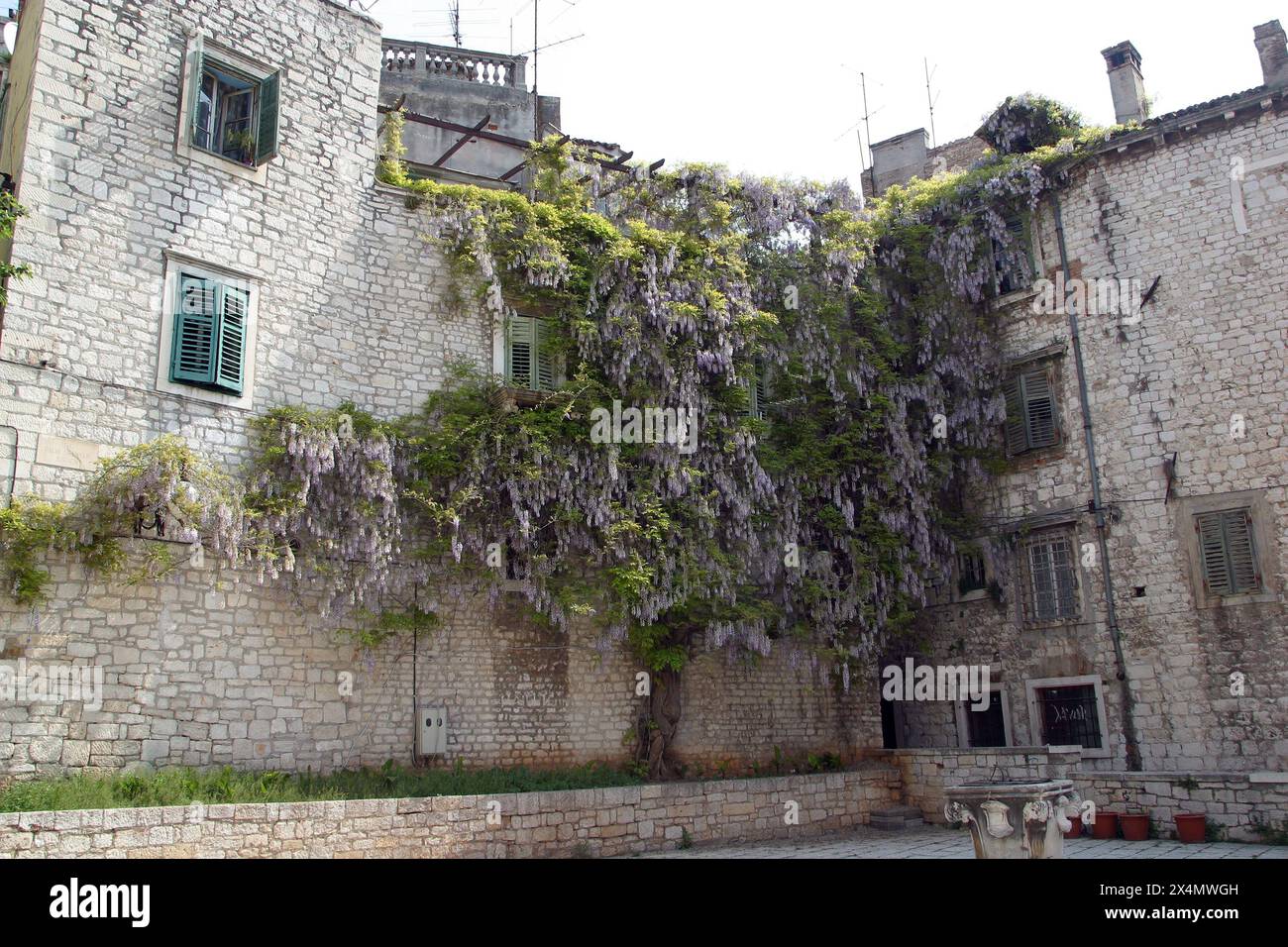 Wunderschönes altes Steinhaus mit Wisteria-Baum in Sibenik, Kroatien Stockfoto