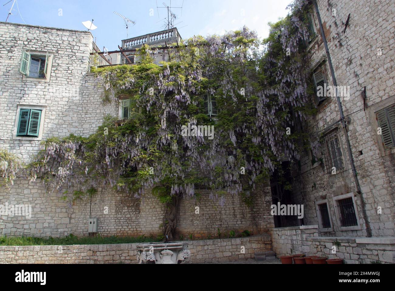 Wunderschönes altes Steinhaus mit Wisteria-Baum in Sibenik, Kroatien Stockfoto