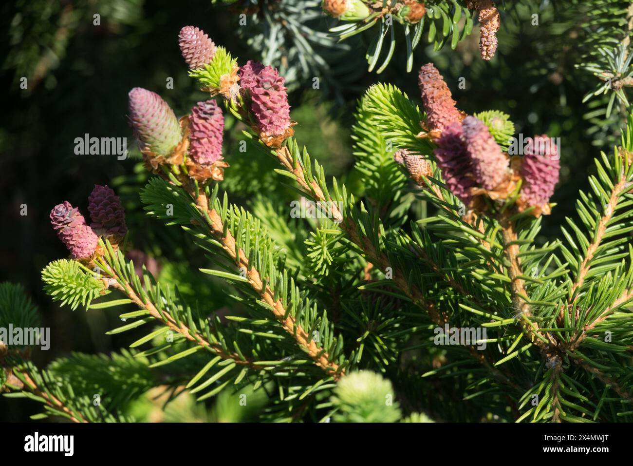 Picea abies „Pusch“ weibliche Kegel Stockfoto