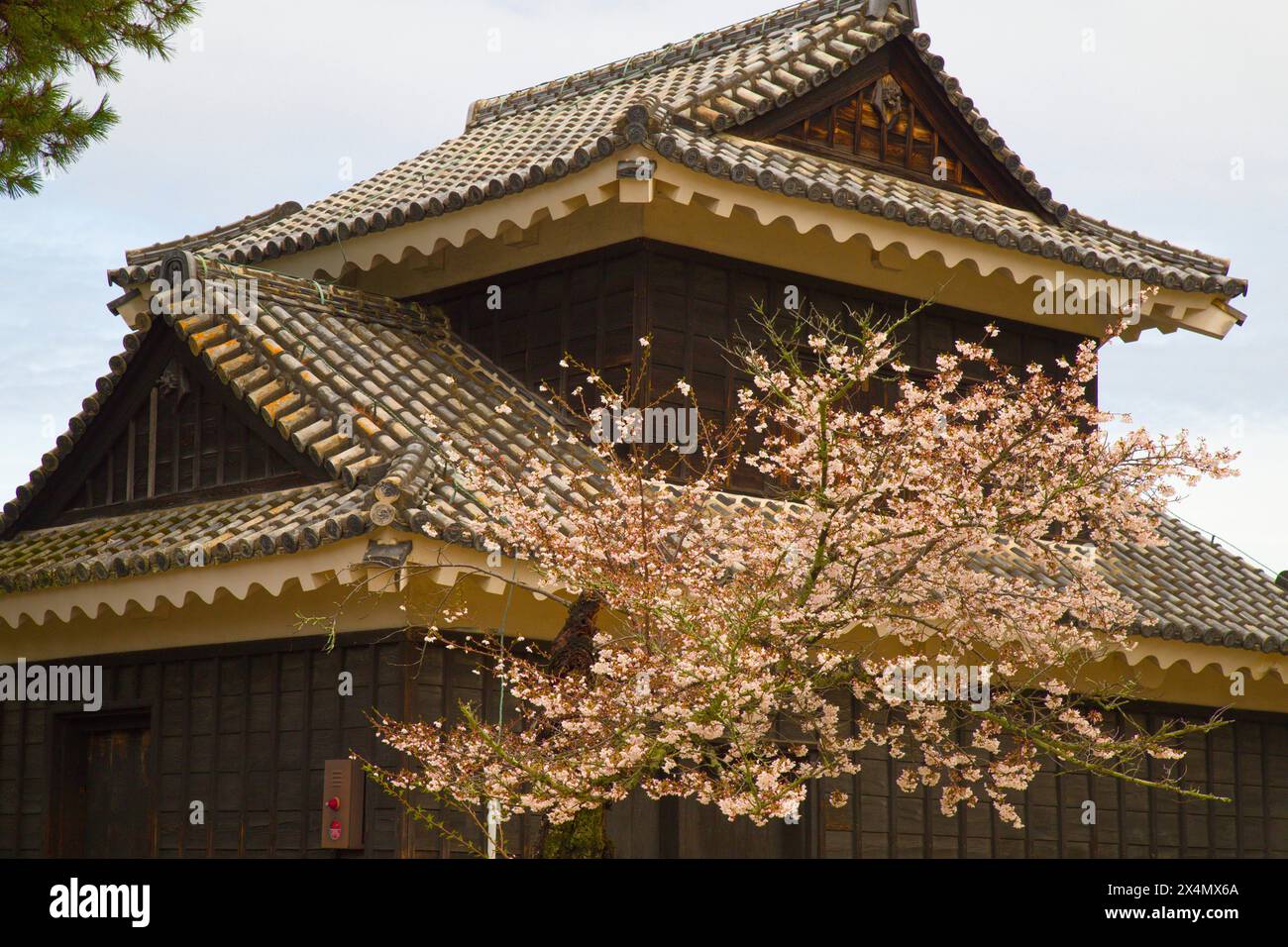 Japan, Shikoku, Matsuyama, Burg, Kirschblüten, Stockfoto