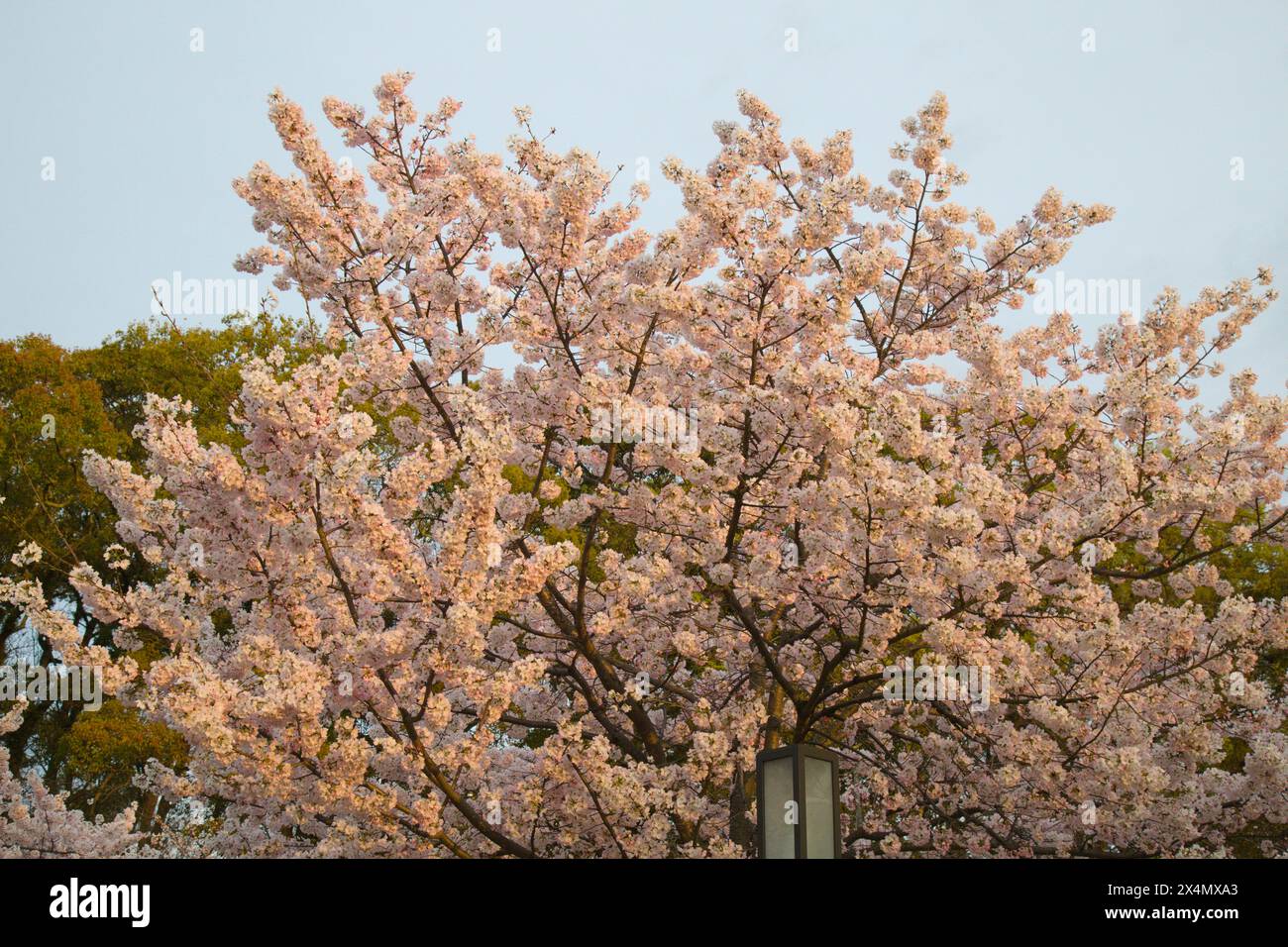 Japan, Shikoku, Matsuyama, Kirschblüten, Blumen, sakura, Stockfoto