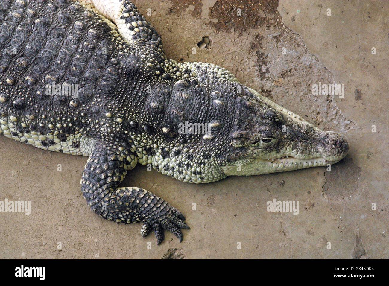 Ein Krokodil ruht im Zoo in Zagreb, Kroatien Stockfoto