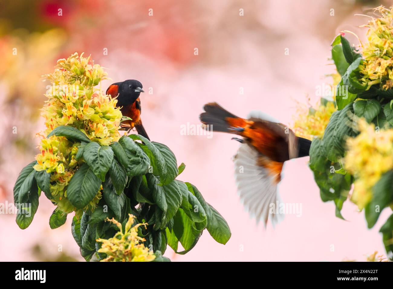 Ein männlicher Obstgarten oriole in zwei Posen. Einer sitzt und einer im Flug. Er sitzt in einem Ohio buckeye, das in Blüte ist. Gelbe Blumen Orange schwarzer Vogel Stockfoto