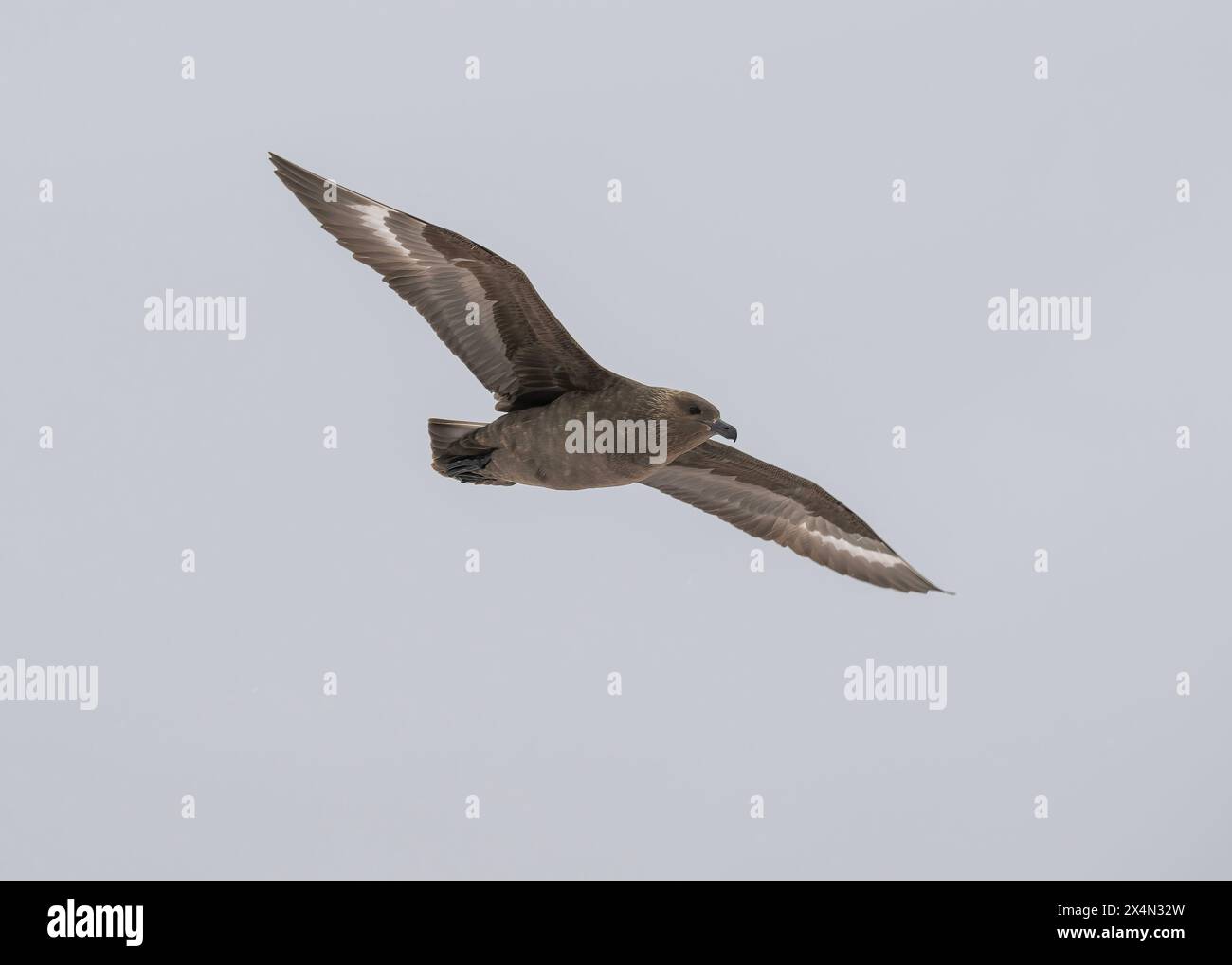 Skua Brown (Stercocarius antarcticus) im Flug, Yalour Harbour, Antarktische Halbinsel Stockfoto