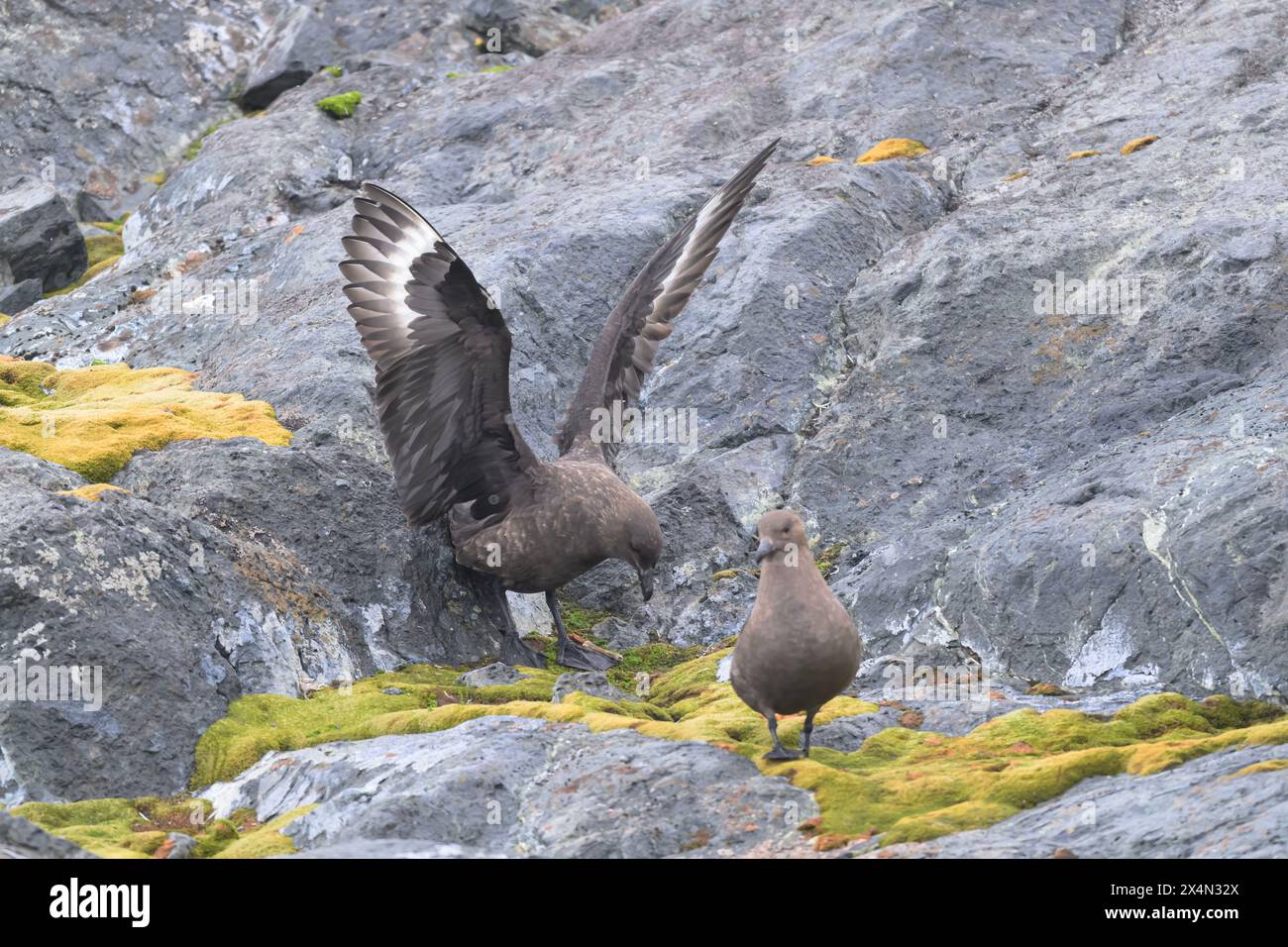 Skua Brown (Stercocarius antarcticus) im Flug, Yalour Harbour, Antarktische Halbinsel Stockfoto