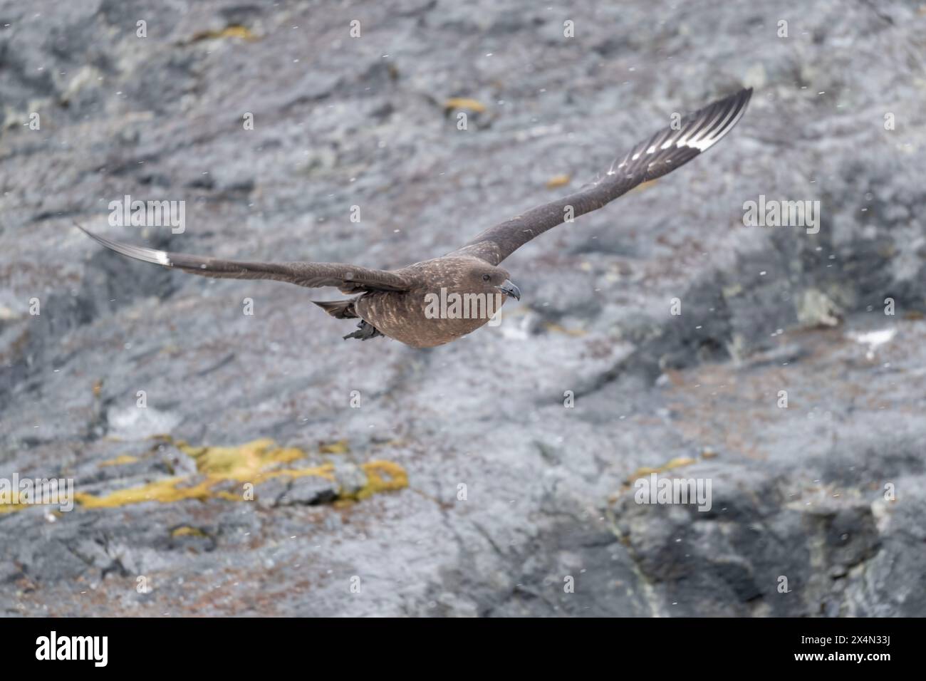 Skua Brown (Stercocarius antarcticus) im Flug, Yalour Harbour, Antarktische Halbinsel Stockfoto