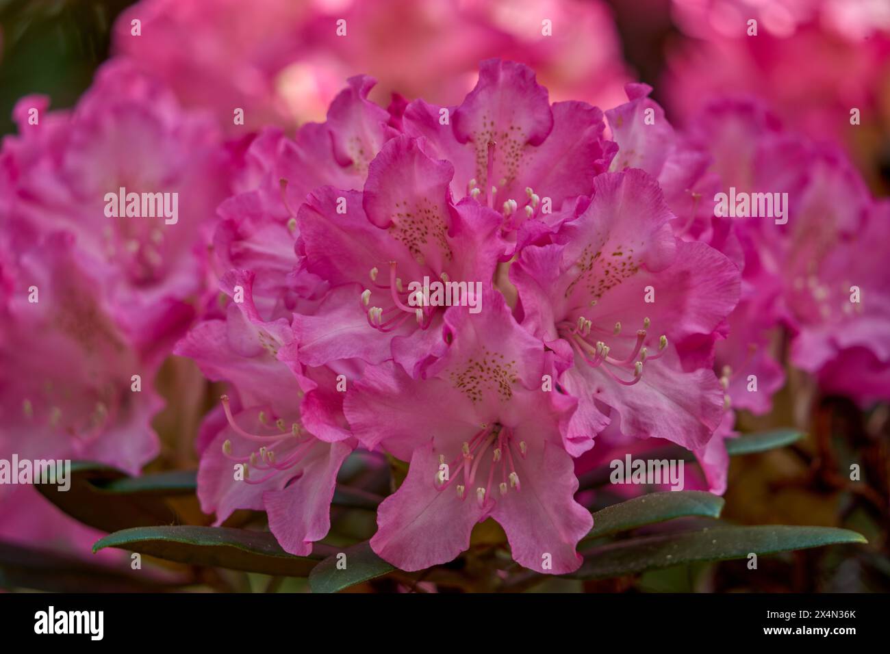 Rosafarbene Rhododendronblüten aus nächster Nähe Stockfoto