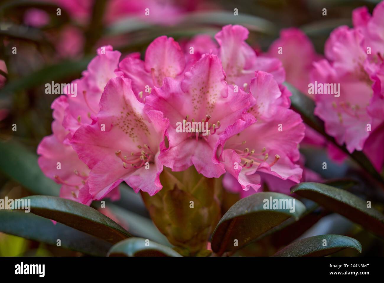 Rosafarbene Rhododendronblüten aus nächster Nähe Stockfoto