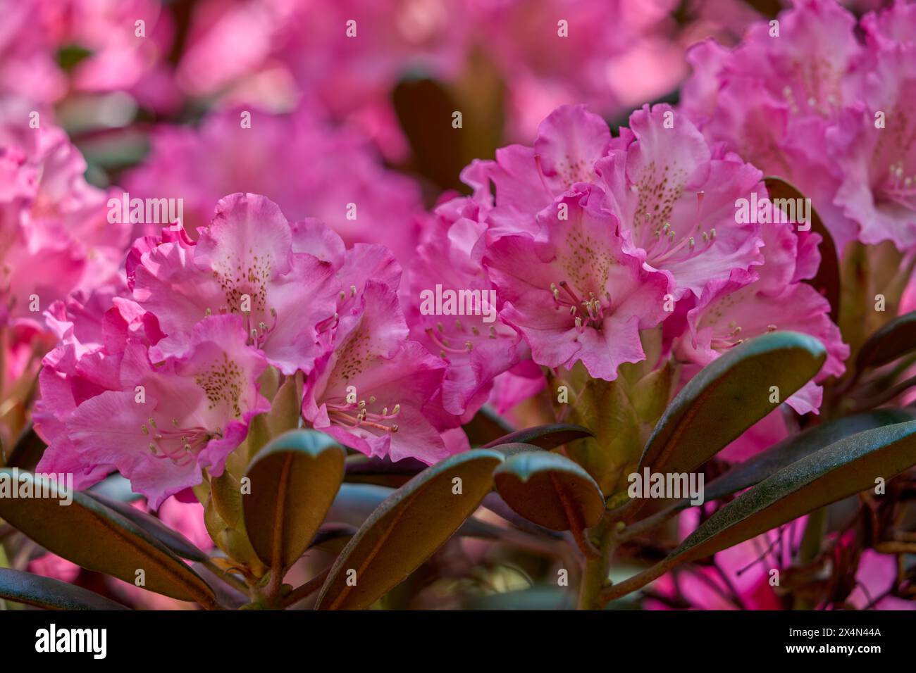 Rosafarbene Rhododendronblüten aus nächster Nähe Stockfoto