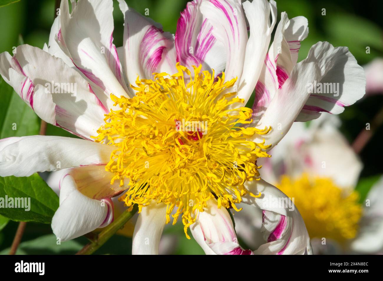 Weiße Blume Paeonia „twitterpated“, Paeonia lactiflora Pfingstrosen, Kopf gelbe weiße chinesische Pfingstrose Stockfoto