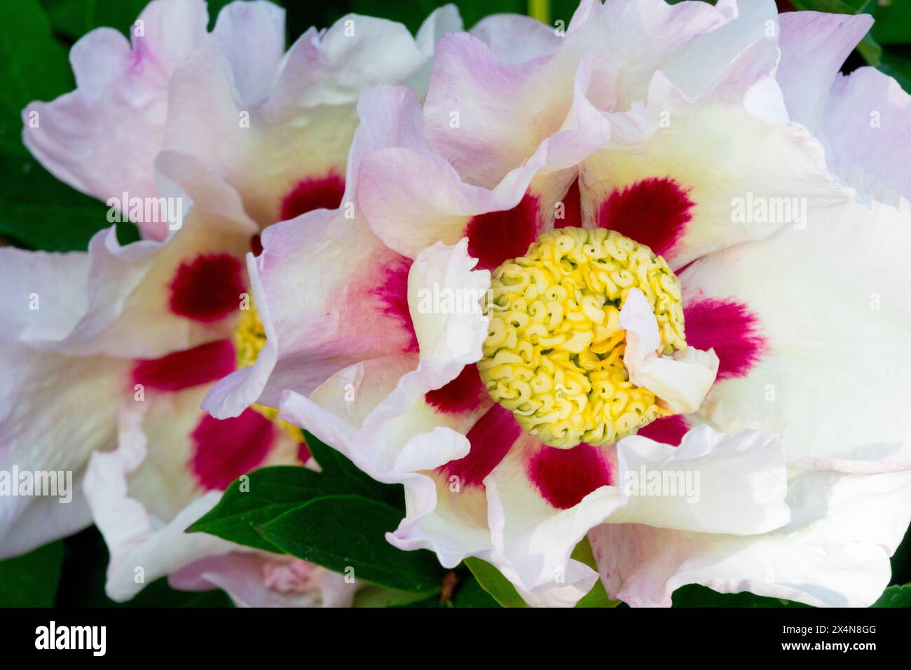 Weiße Paeonia „Pastel Splendor“ Intersectional Itoh Pfingstrose Paeonia Hybrid Blumenköpfe Stockfoto