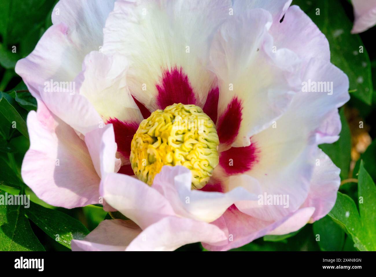 Weiße Blumenkopf Paeonia „Pastel Splendor“ Itoh Pfingstrose Stockfoto
