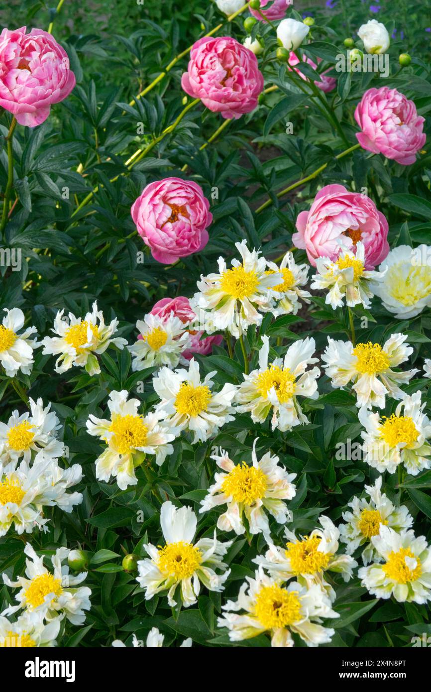 Weiß, Gelb, Rosa, Paeonia lactiflora Pfingstrosen, Pfingstrosen „Grüner Lotus“ Pfingstrosen „Korallencharme“ Garten, Chinesische Pfingstrosen Stockfoto