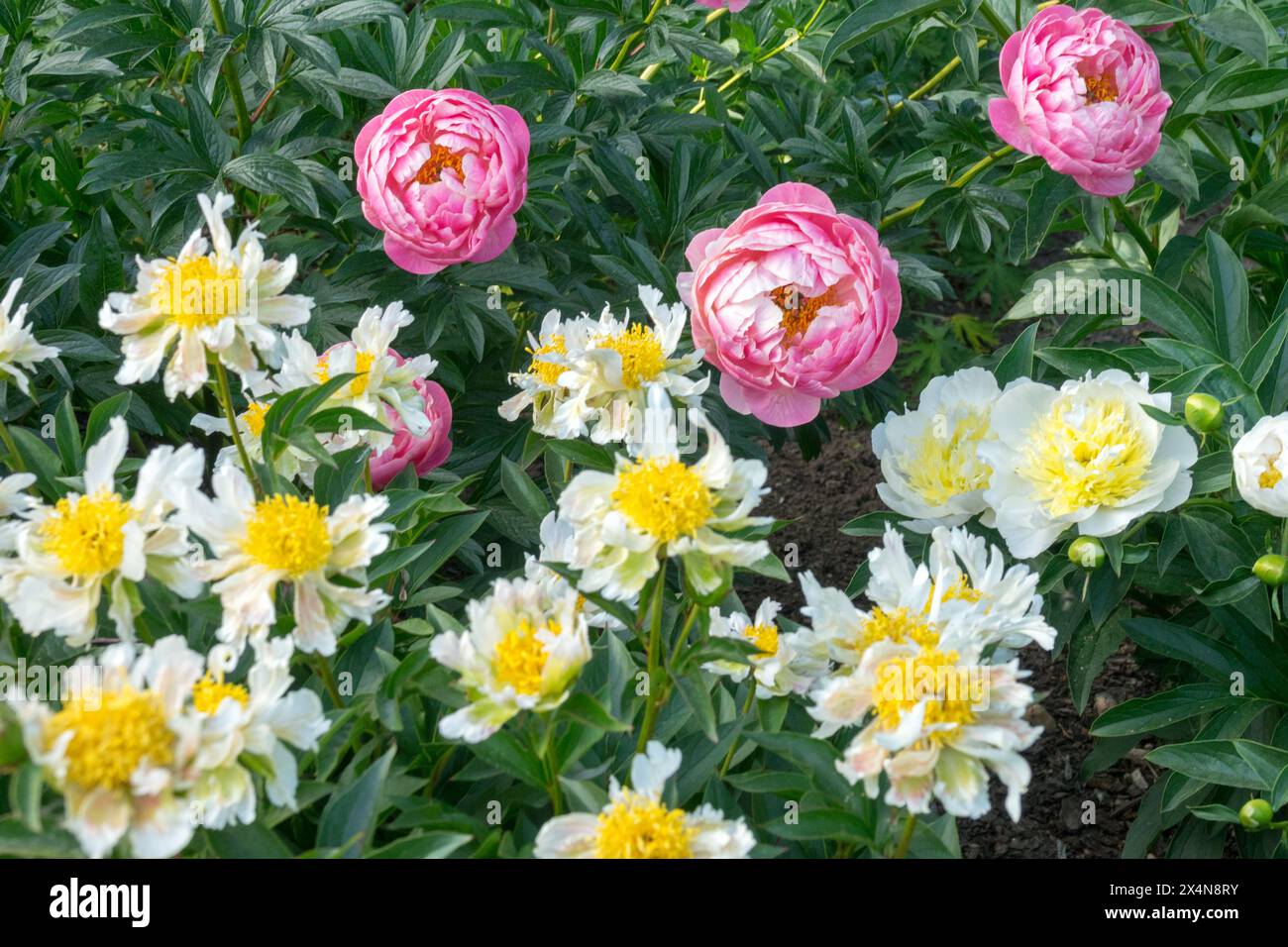 Gelb weiß Rosa Garten, chinesische Pfingstrose, Kopfköpfe, Pfingstrose „Grüner Lotus“ Pfingstrose „Korallencharmant“ Paeonia lactiflora Pfingstrosen gemischt Stockfoto