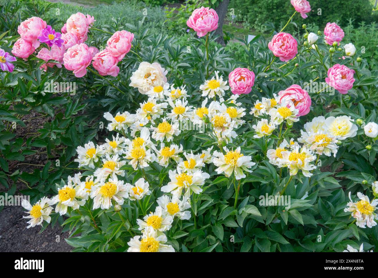 Rosa Gelb Weißer Garten, Paeonia Laktiflora Pfingstrosen Blumen Pfingstrose „Korallenanhänger“ Pfingstrose „Grüner Lotus“ Mischung Chinesische Pfingstrosen Stockfoto