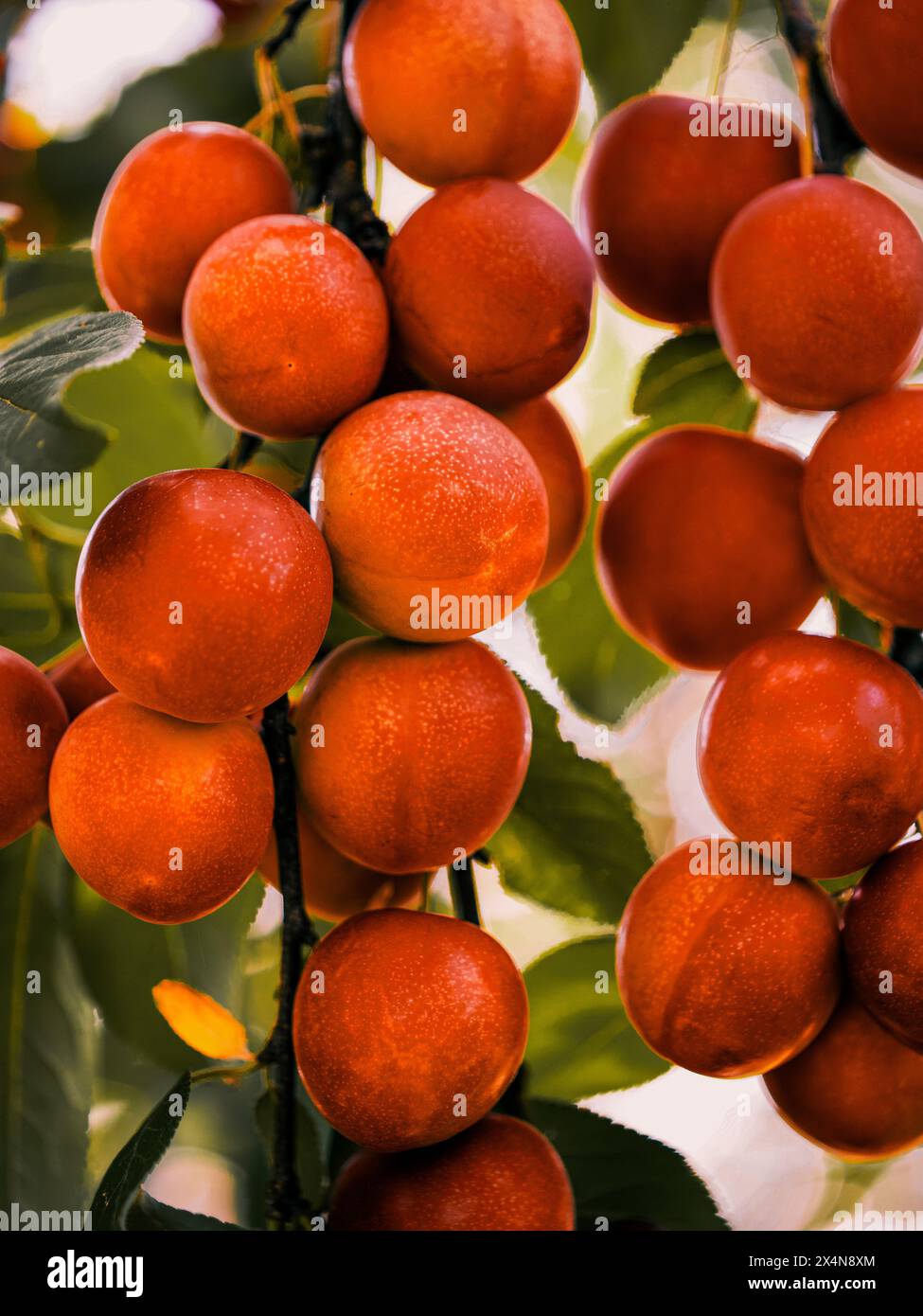 Reife Kirschpflaumen gegen saftig grüne Blätter, ideal für alle Inhalte, die sich auf Bio- und frische Lebensmittel konzentrieren. Stockfoto