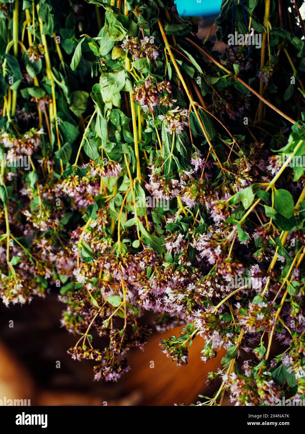 Hängende Bündel gemischter Kräuter mit markanten violetten Blüten, die eine Szene des traditionellen Kräutertrocknungsprozesses darstellen. Stockfoto