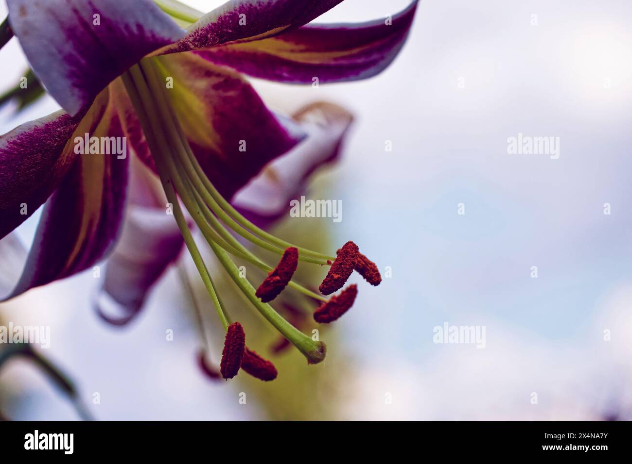 Detaillierte Abbildung einer Lilienblüte mit einer Mischung aus weißen und violetten Tönen auf ihren Blütenblättern, mit hervorstehenden Staubblättern, die nach außen reichen. Perfekt für den Garten Stockfoto