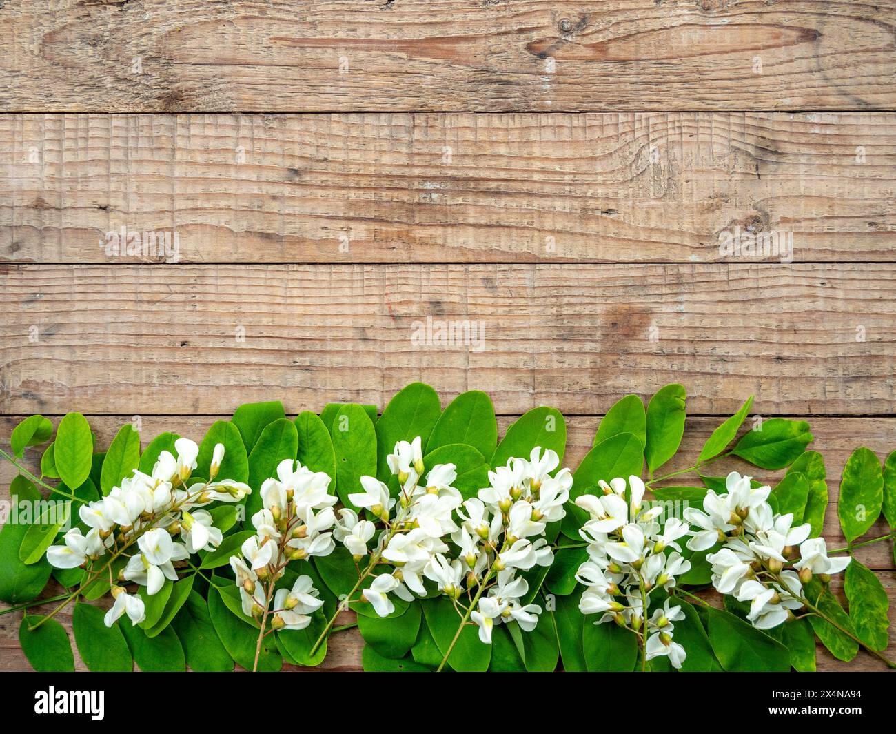 Rahmen aus Akazienblüten und -Blättern auf hölzernem Hintergrund mit Kopierraum Stockfoto