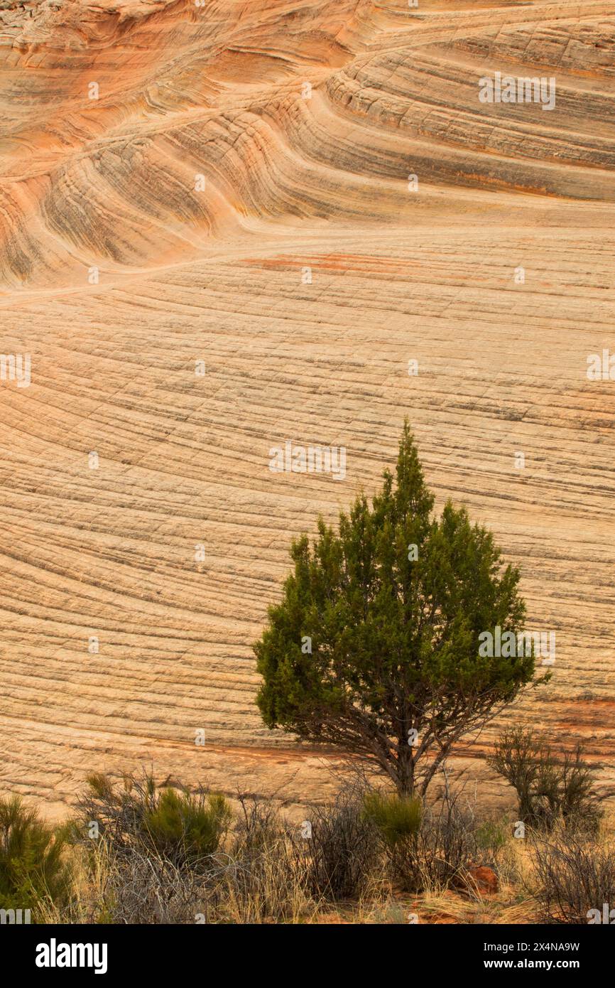 Juniper entlang des Moqui Sand Caves Trail, Kane County, Utah Stockfoto