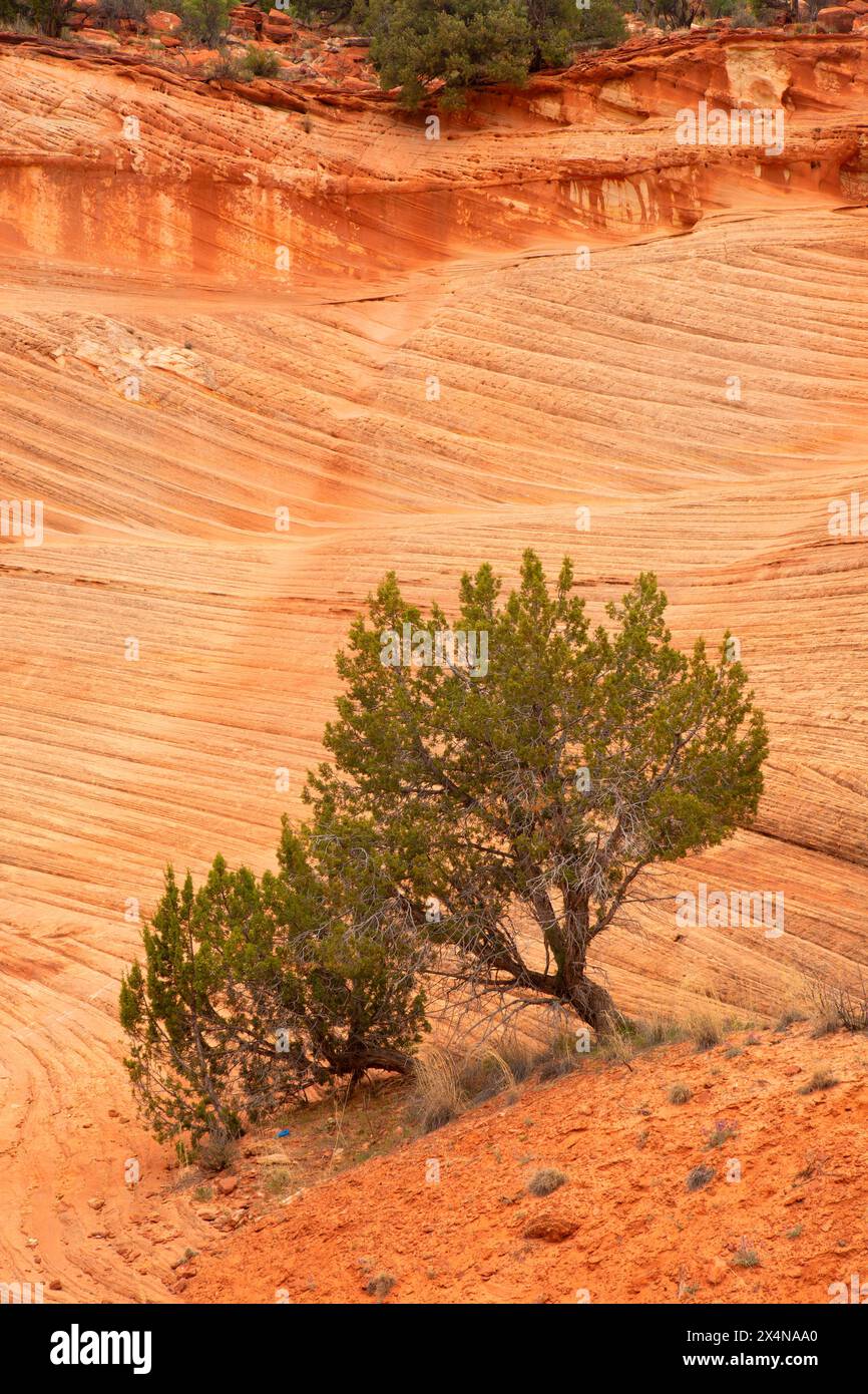 Juniper entlang des Moqui Sand Caves Trail, Kane County, Utah Stockfoto