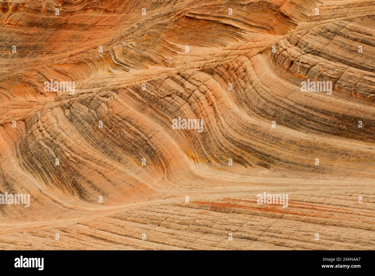 Sandsteinbetten am Moqui Sand Caves Trail, Kane County, Utah Stockfoto