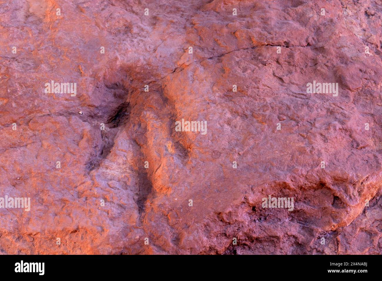 Dinosaurier Track, St. George Dinosaur Discovery Site auf der Johnson Farm, St. George, Utah Stockfoto
