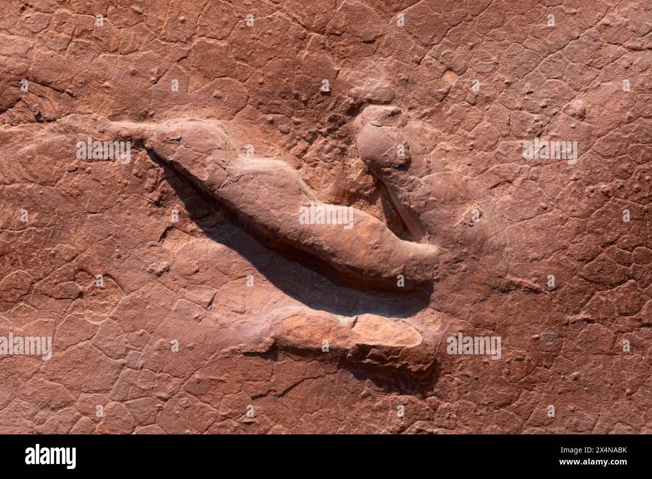 Dinosaurier Track, St. George Dinosaur Discovery Site auf der Johnson Farm, St. George, Utah Stockfoto