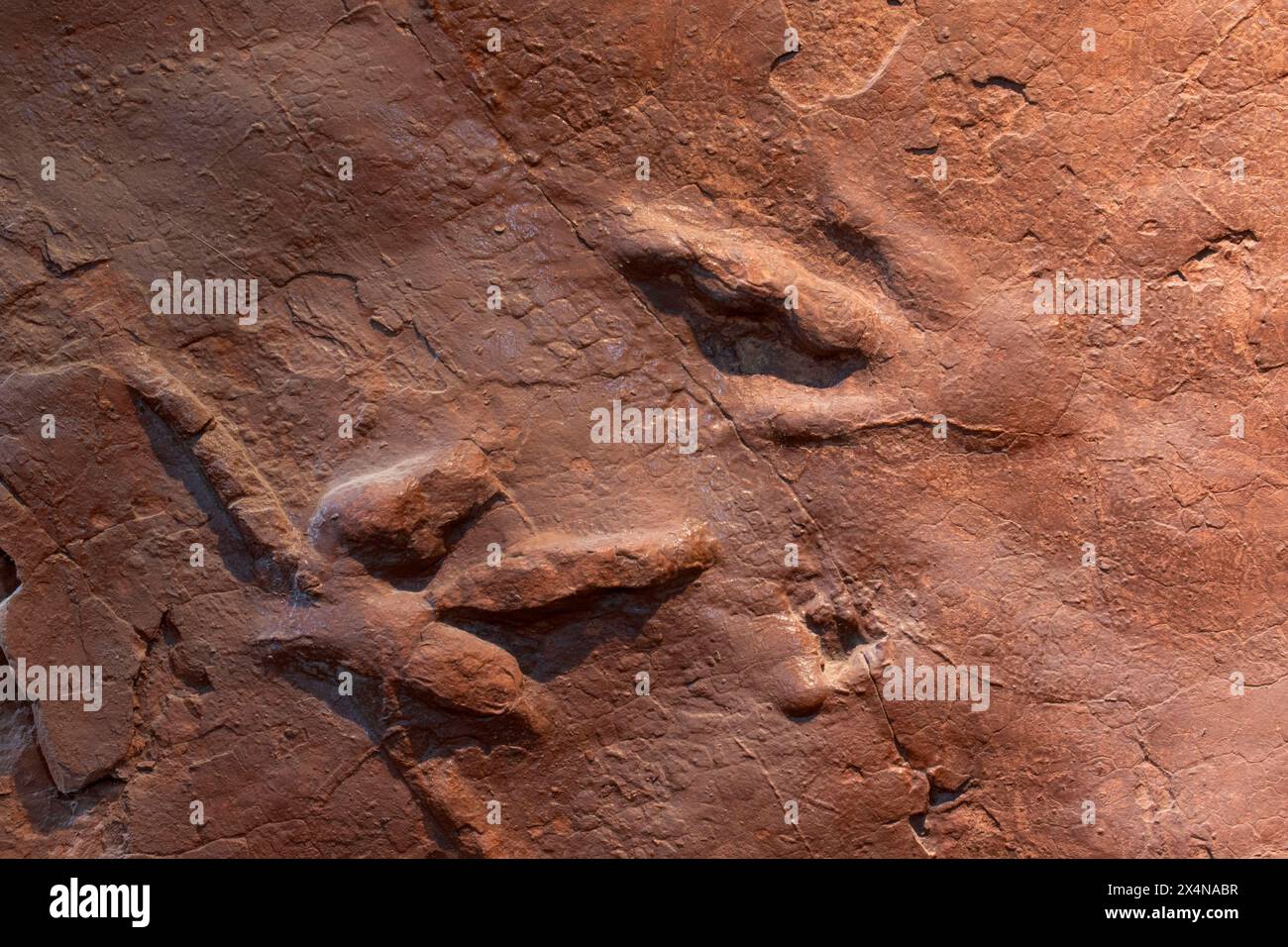 Dinosaurier Track, St. George Dinosaur Discovery Site auf der Johnson Farm, St. George, Utah Stockfoto