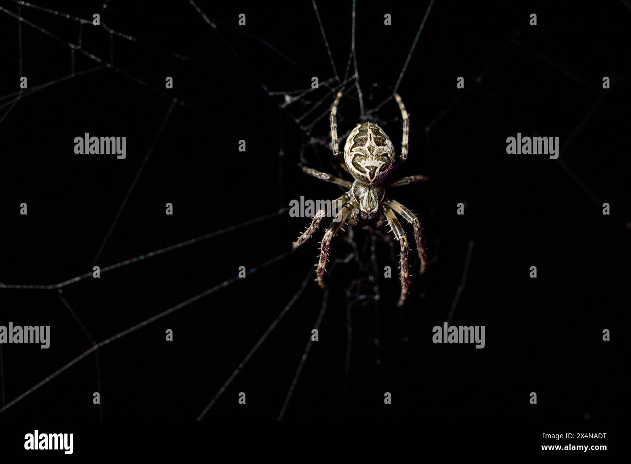 Spinne in der Mitte eines von ihr gewobenen Netzes. Konzepte Tierwelt, Natur Stockfoto