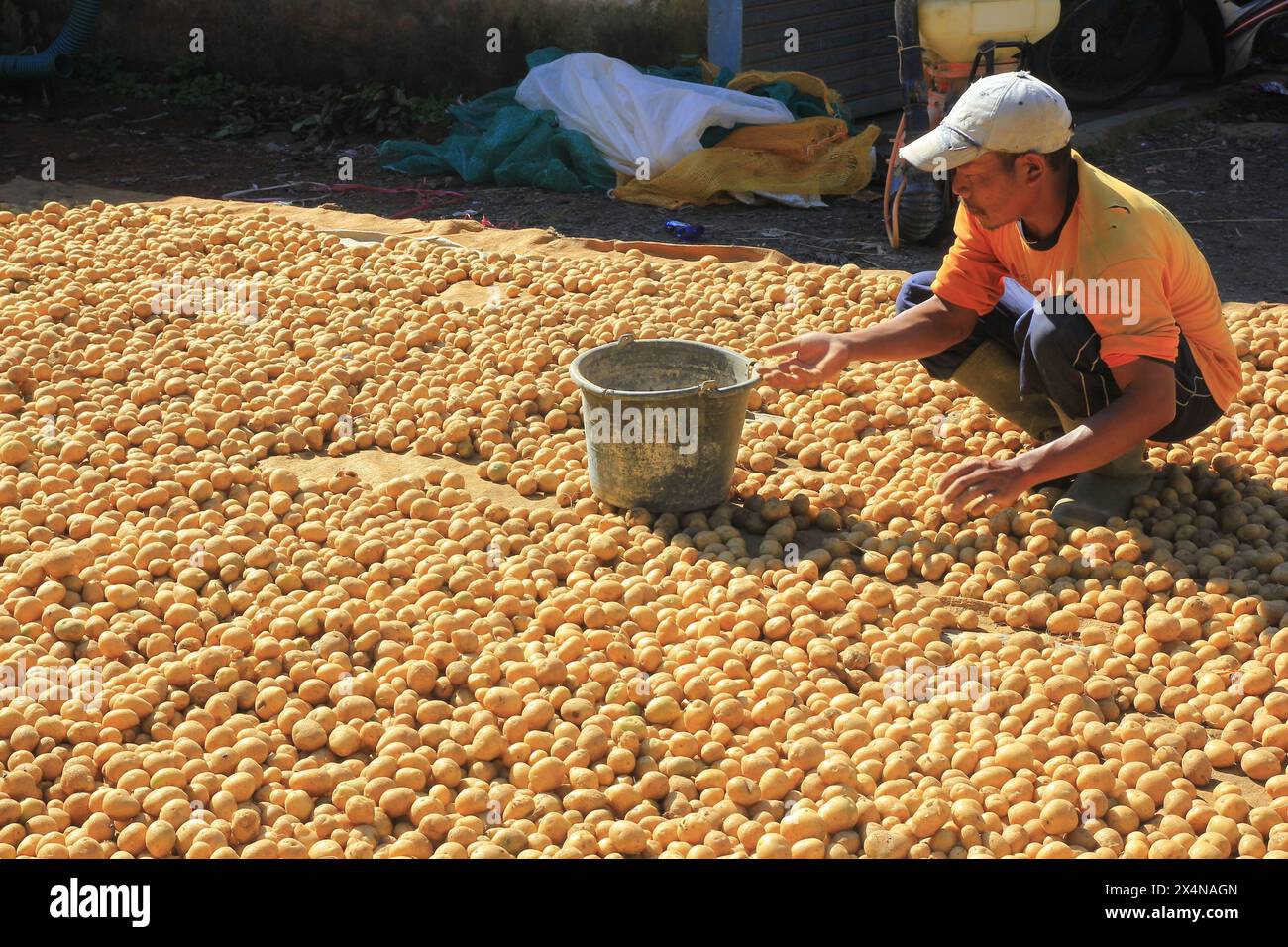 Die Landwirte trocknen ihre geernteten Kartoffeln und sortieren ihre Qualität. Stockfoto