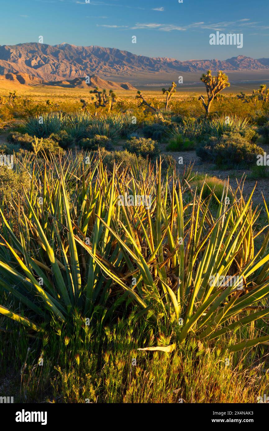 Yucca, Beaver Dam Wash National Conservation Area, Utah Stockfoto