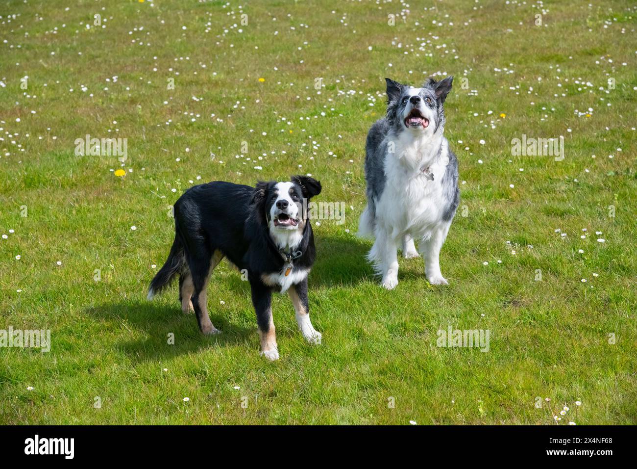 Der junge Tricolor Border Collie stand neben einem älteren Blue Merle Collie im Freien bei hellem Sonnenschein. Stockfoto