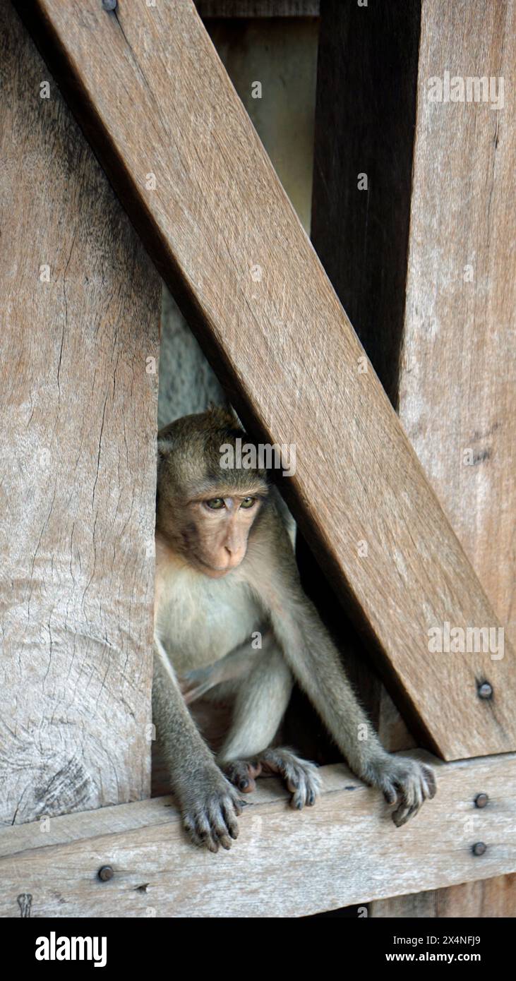 Wilde lebende Affen im angor Wat Tempel Stockfoto