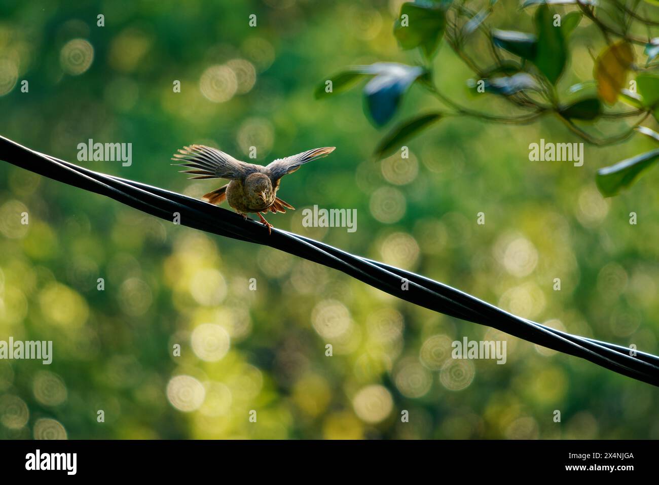 Gelbschnabelbabbler Argya oder Turdoides affinis brauner Vogel in Leiothrichidae, der in Indien und Sri Lanka endemisch ist, ist sein Lebensraum Buschwerk, Kultivierung und Ga Stockfoto Gelbschnabelbabbler Argya oder Turdoides affinis brauner Vogel in Leiothrichidae, der in Indien und Sri Lanka endemisch ist, ist sein Lebensraum Buschwerk, Kultivierung und Ga Stockfoto
