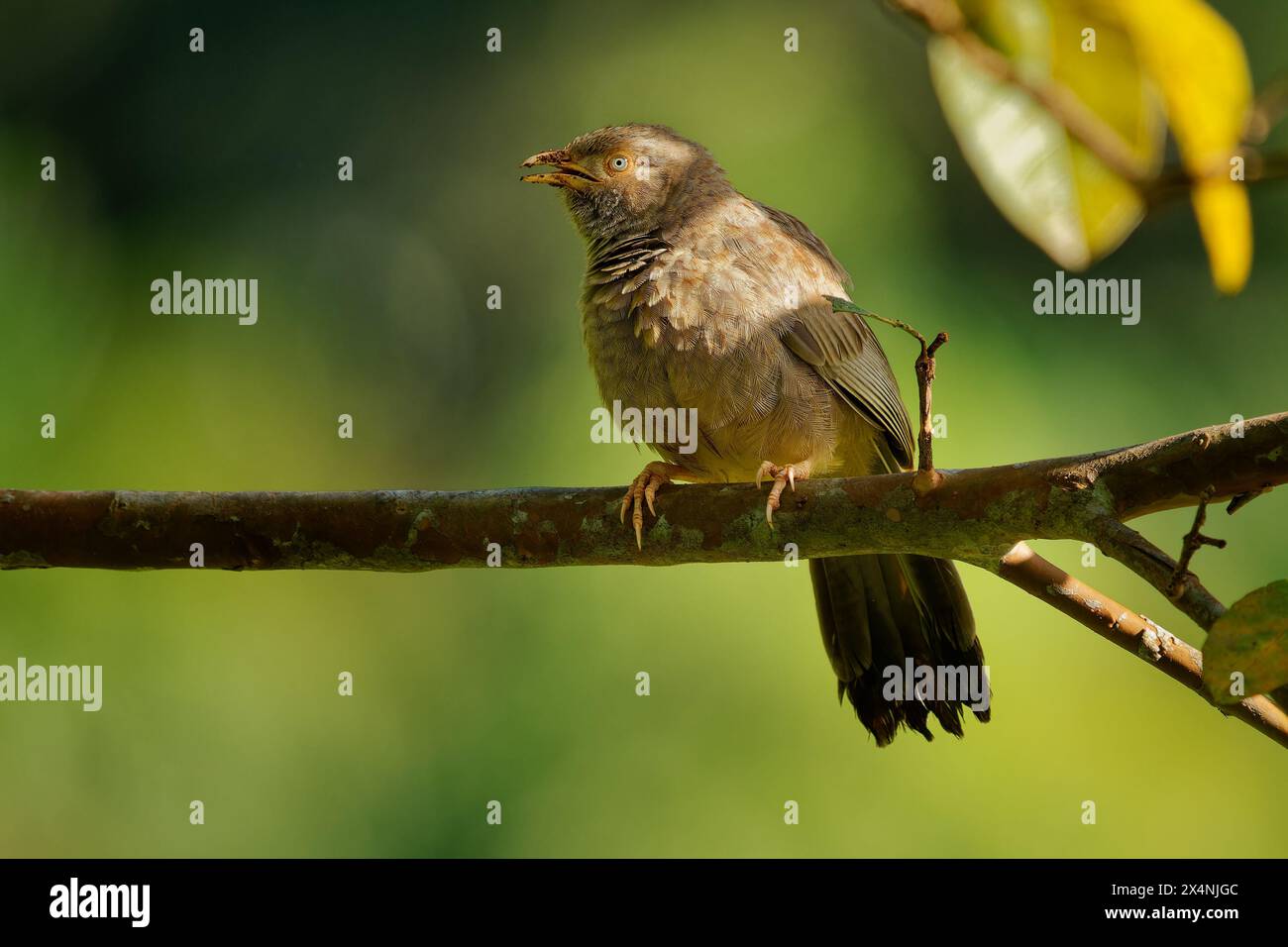 Gelbschnabelbabbler Argya oder Turdoides affinis brauner Vogel in Leiothrichidae, der in Indien und Sri Lanka endemisch ist, ist sein Lebensraum Buschwerk, Kultivierung und Ga Stockfoto Gelbschnabelbabbler Argya oder Turdoides affinis brauner Vogel in Leiothrichidae, der in Indien und Sri Lanka endemisch ist, ist sein Lebensraum Buschwerk, Kultivierung und Ga Stockfoto