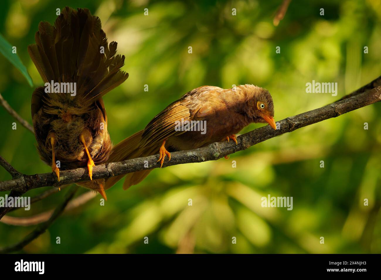 Gelbschnabelbabbler Argya oder Turdoides affinis brauner Vogel in Leiothrichidae, der in Indien und Sri Lanka endemisch ist, ist sein Lebensraum Buschwerk, Kultivierung und Ga Stockfoto Gelbschnabelbabbler Argya oder Turdoides affinis brauner Vogel in Leiothrichidae, der in Indien und Sri Lanka endemisch ist, ist sein Lebensraum Buschwerk, Kultivierung und Ga Stockfoto