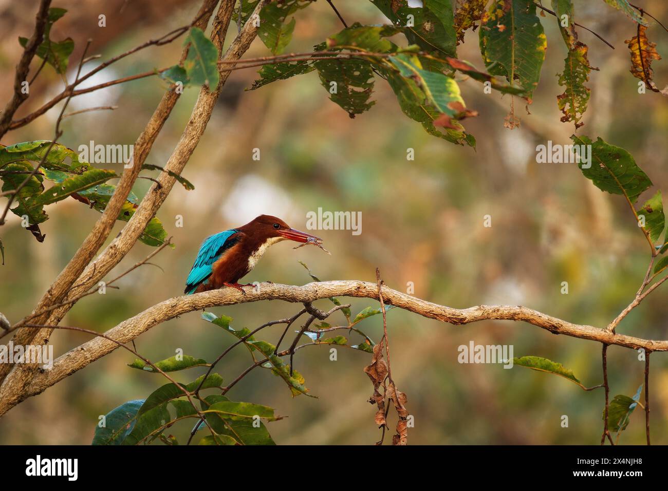 Weißkehle oder Weißbrust Eisvogel, Halcyon smyrnensis auf dem Zweig, Baumvogel in Asien von der Türkei nach Osten durch den indischen Subco verbreitet Stockfoto