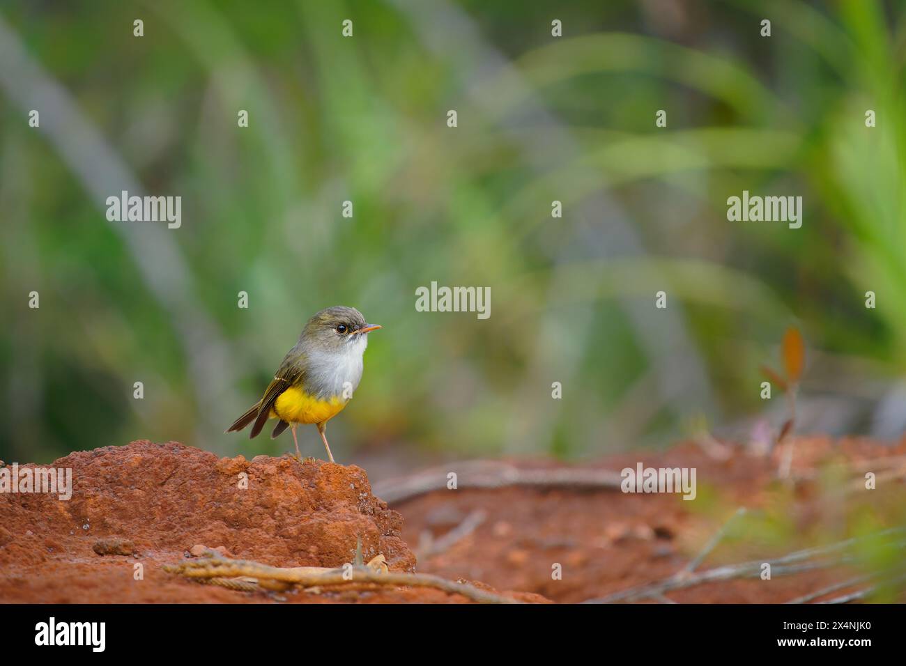 Cryptomicroeca flaviventris ist ein passeriner grauer und gelber Vogel aus der australasischen robin-Familie Petroicidae, endemisch in New Caledon Stockfoto