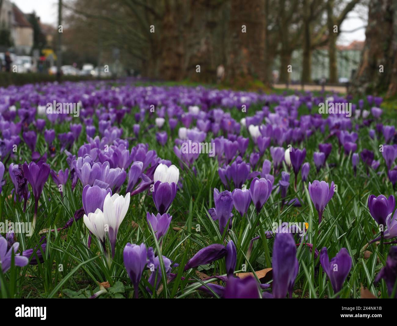 Violette und weiße Krokusse in einem Park in Szczecin (Jasne Blonia Park) Stockfoto