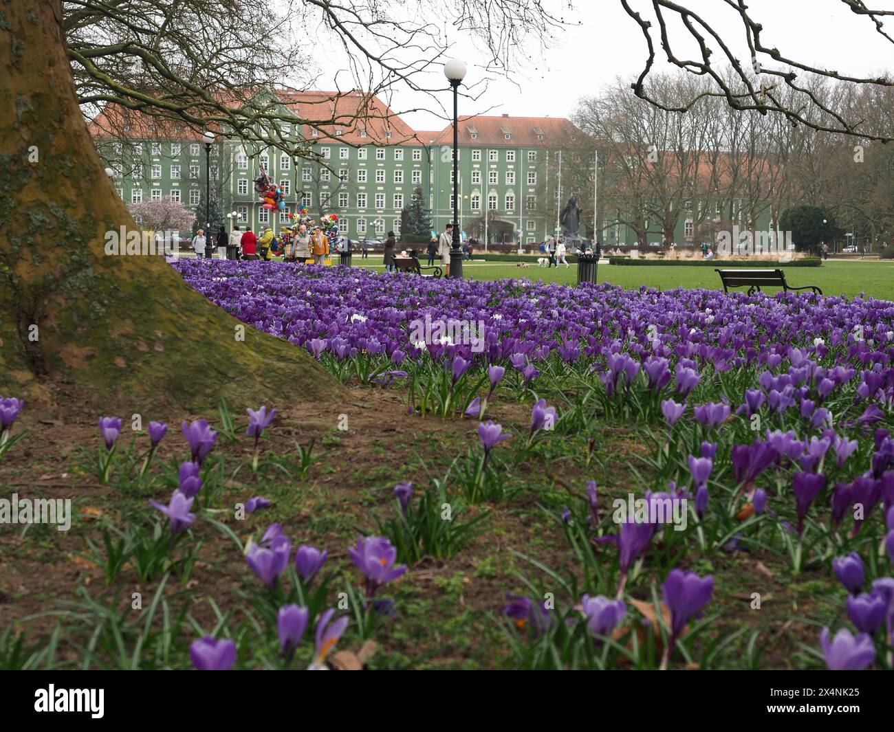 Violette und weiße Krokusse in einem Park in Szczecin (Jasne Blonia Park) Stockfoto
