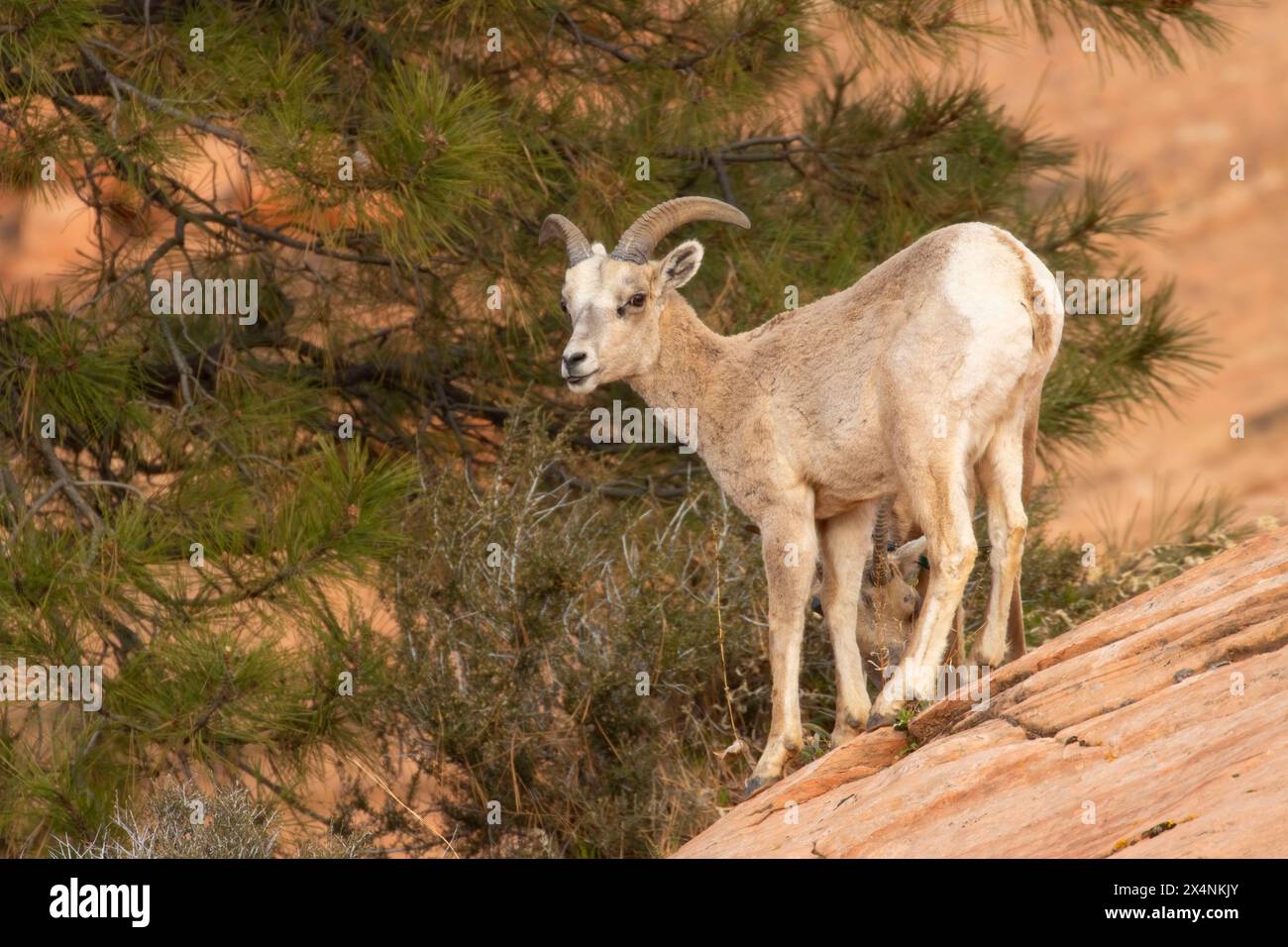 Dickhornschaf (Ovis canadensis nelsoni), Zion-Nationalpark, Utah Stockfoto