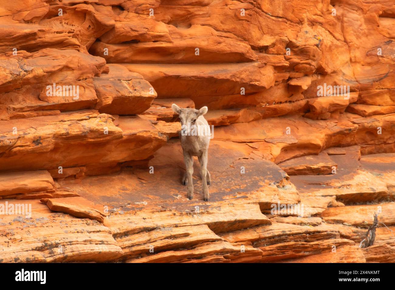 Dickhornschaf (Ovis canadensis nelsoni), Zion-Nationalpark, Utah Stockfoto