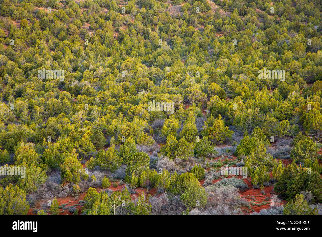 Pinyon-Kiefern- und wacholderwald vom Timber Creek Overlook Trail, Zion National Park, Utah Stockfoto