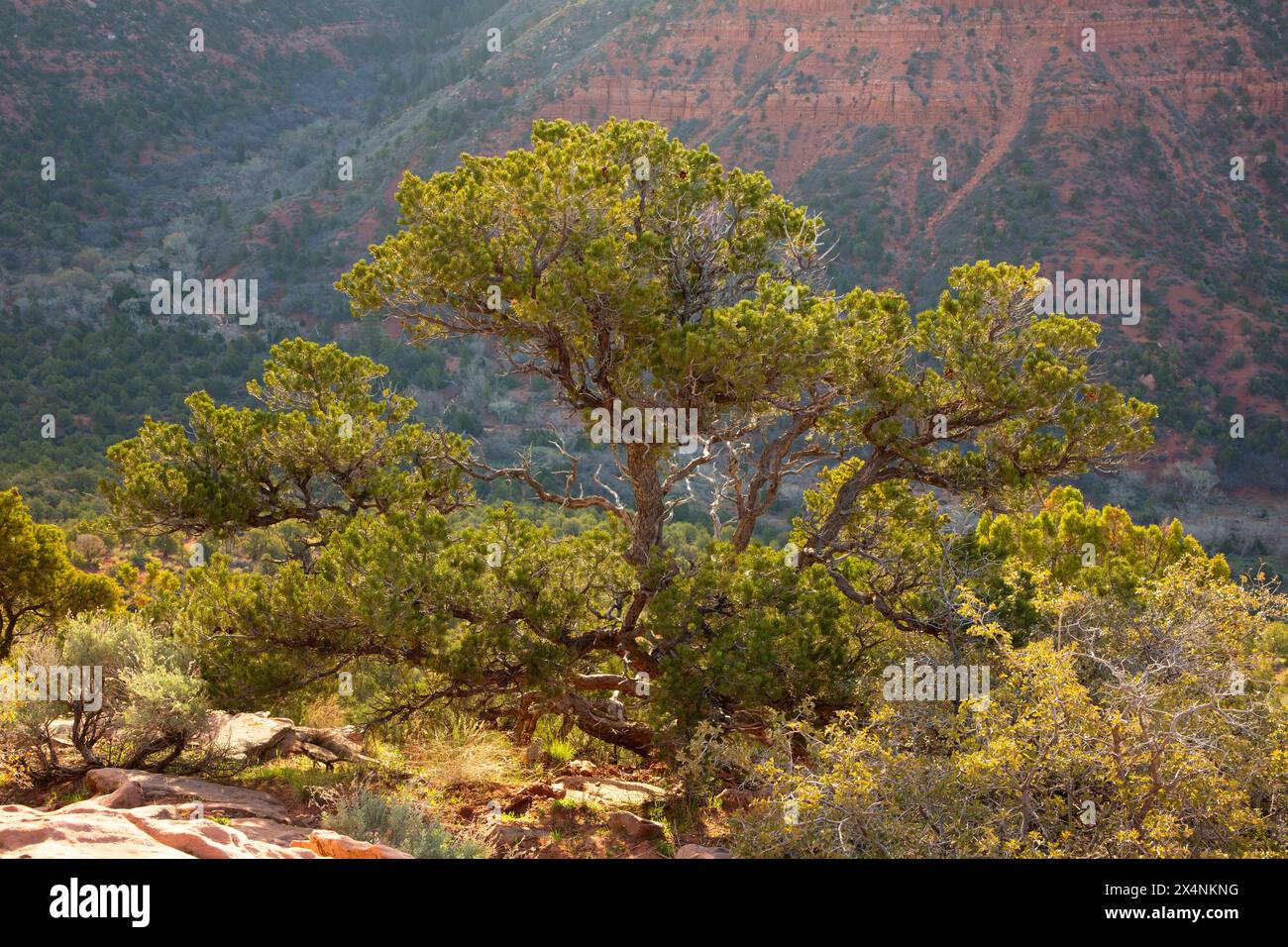 Pinyon Pine am Timber Creek Overlook Trail, Zion National Park, Utah Stockfoto
