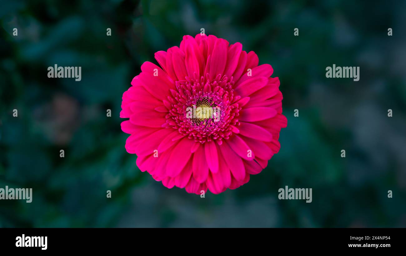 Floraler Hintergrund einer leuchtend rosa Blume mit üppigen Blütenblättern. Eine lebendige Gerbera Gänseblümchen in voller Blüte mit einem unscharfen dunklen Hintergrund Stockfoto