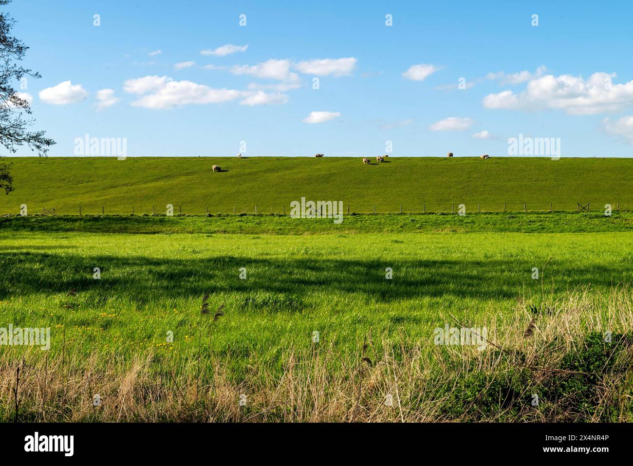 "Schafe auf dem Deich nach Dollart, Pogum, Gemeinde Jemgum, Bezirk leer, Rheiderland, Ostfriesland, Niedersachsen, Deutschland Stockfoto