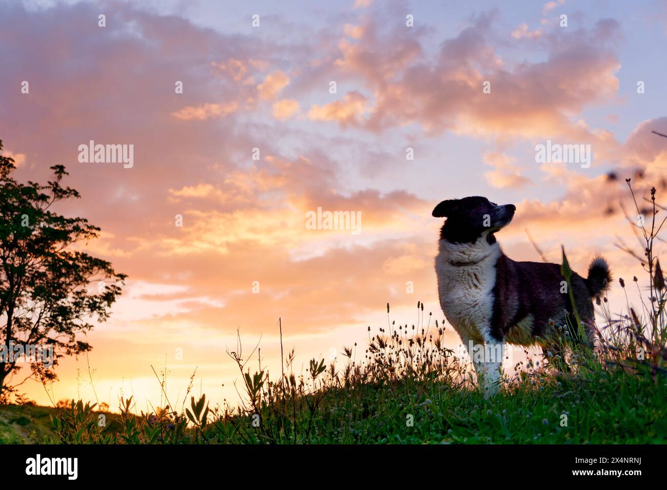 Ein Hund im Profil, während die Sonne hinter dem Tal untergeht. Licht von Sonnenlicht und Border Collie. Hund genießt Sommersonnenuntergang oder Sonnenaufgang über dem Tal Stockfoto