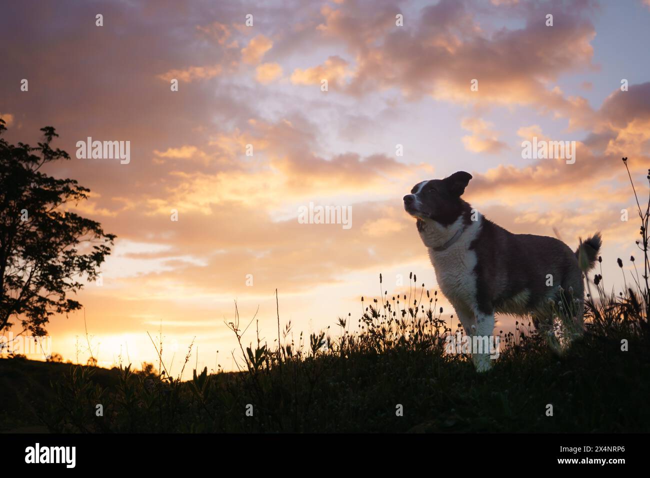 Ein Hund im Profil, während die Sonne hinter dem Tal untergeht. Licht von Sonnenlicht und Border Collie. Hund genießt Sommersonnenuntergang oder Sonnenaufgang über dem Tal Stockfoto