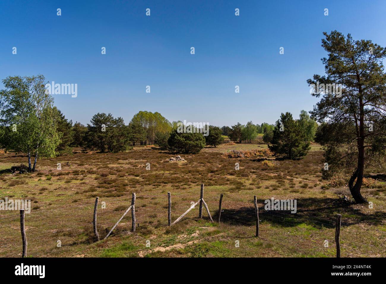 Naturpark Schönower Heide, Schönow, Brandenburg, Deutschland Stockfoto